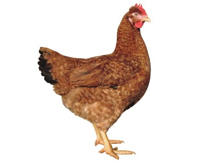 gs 159 final slepicka