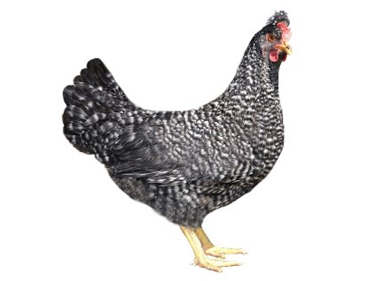 gs 959 final slepice