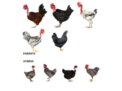 multicolor796 362x362 0 0