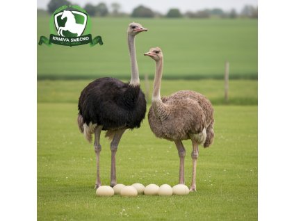 downloaded file (68)