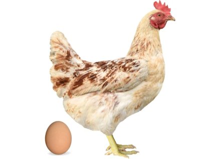 Snímek obrazovky 2026 01 22 144835