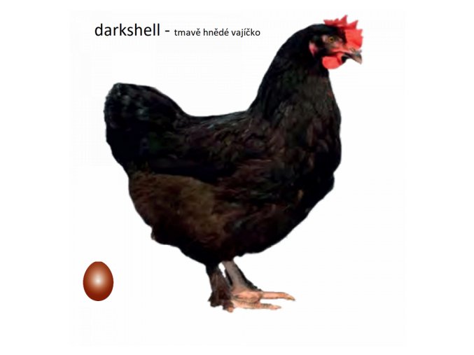 DS
