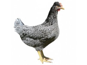 GS