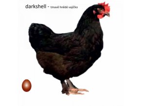 DS