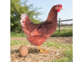 downloaded file (43)