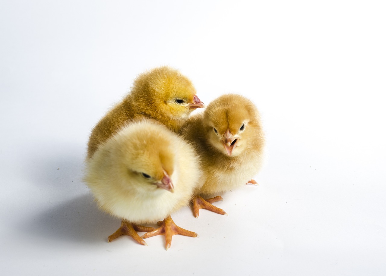 Líhnutí drůbeže – Kompletní průvodce krok za krokem 🐥