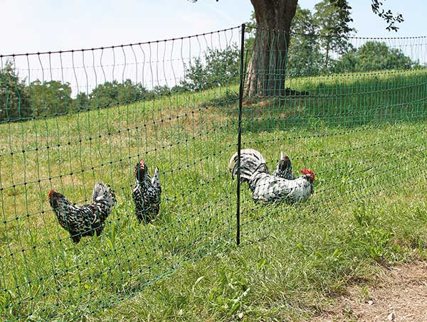 Výběhy pro slepice část 1: Stabilní a pevné výběhy