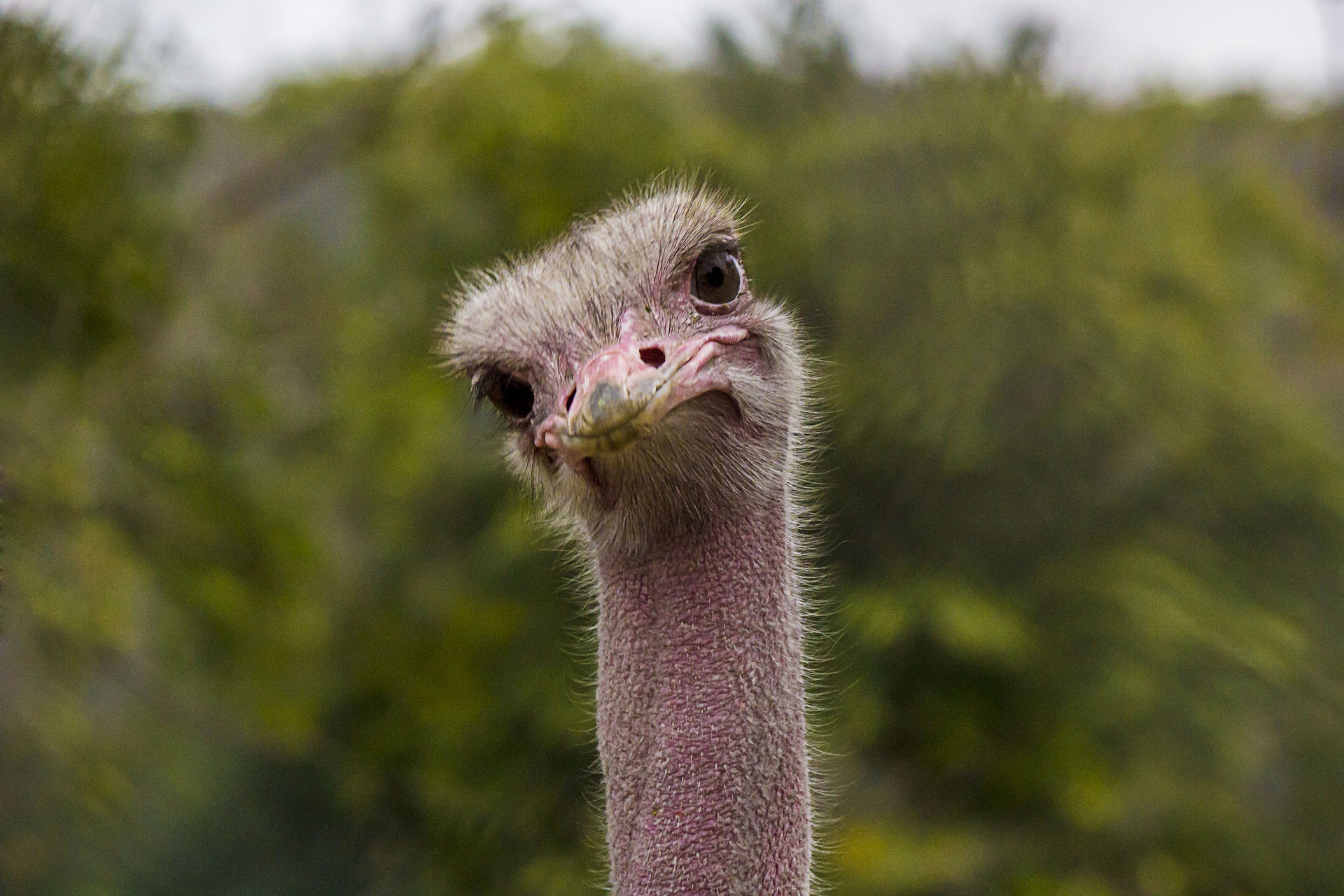 Výživa a krmení pštrosů