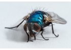 Dezinsekce boj s obtížným hmyzem