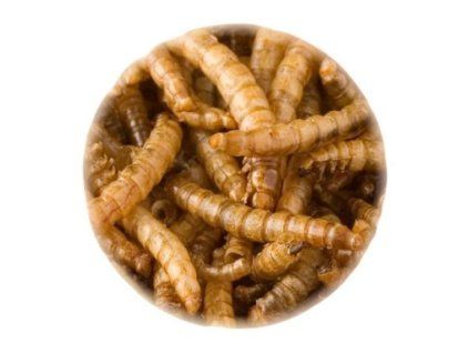 moucny cerv 240 680x680.d41d8cd98f00b204e9800998ecf8427e