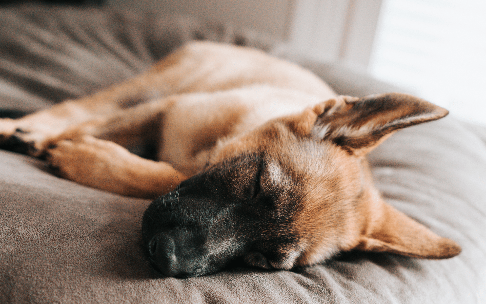 Jak vybrat správný pelech pro psa