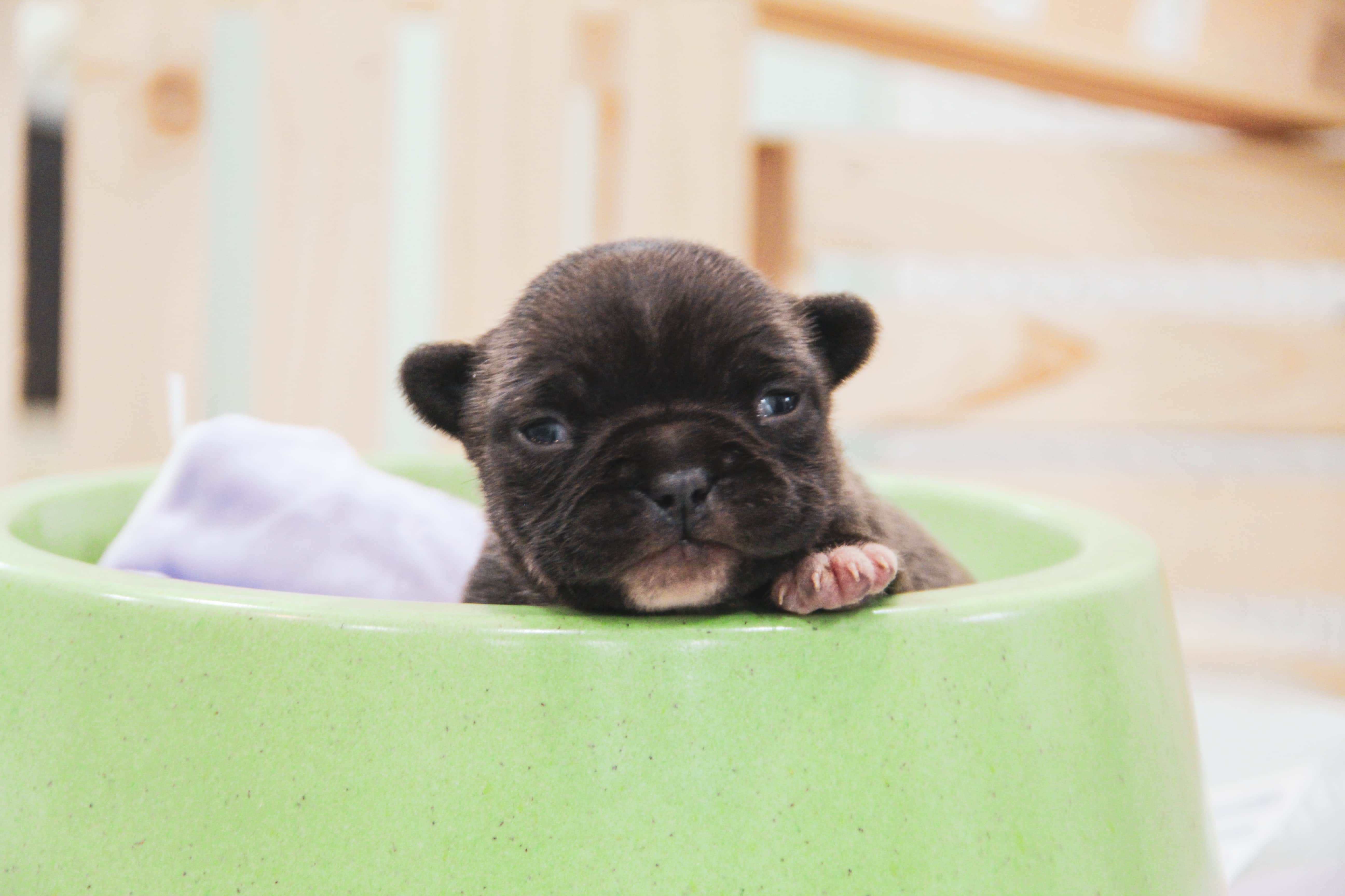 Jak na péči o psího novorozence a maminku?