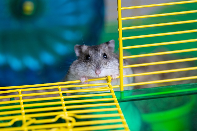 hamster-5115249_640