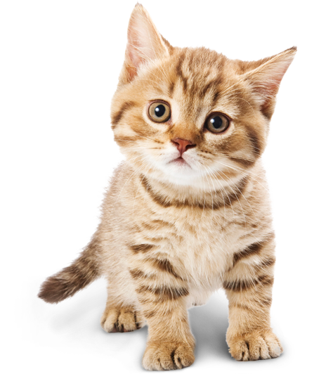 kisspng-cat-food-kitten-dog-adorable-cat-png-5a78cf7fb447b3.6524993915178668797384