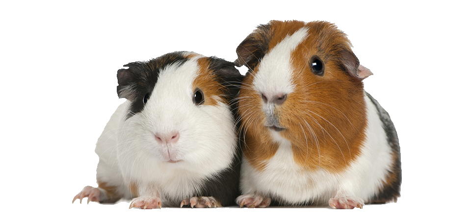 kisspng-guinea-pig-care-pet-cage-5af681fa3135c9.6369457115261045702016