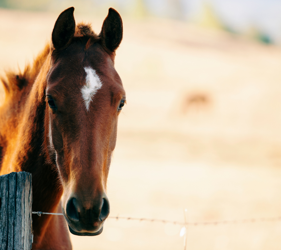 Krmiva z Dynína pro vaše koně