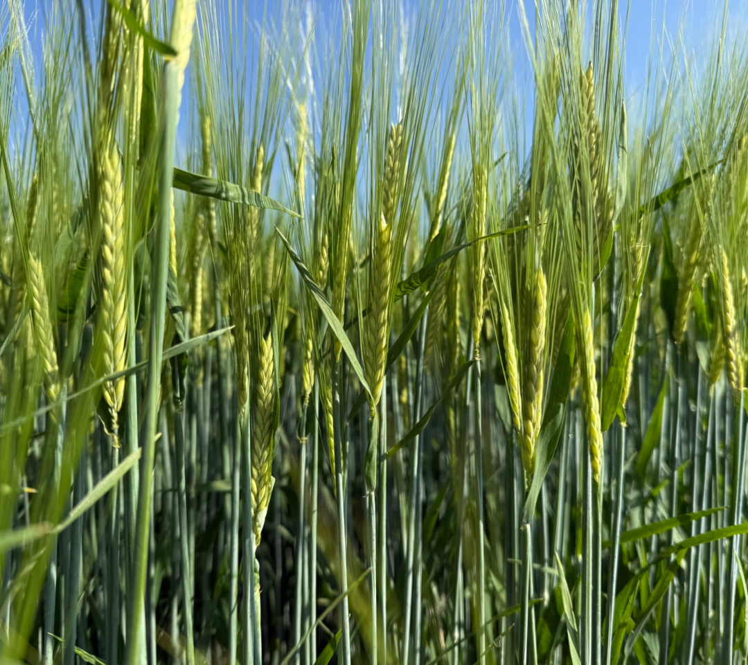 Co dobře roste, ještě líp chutná