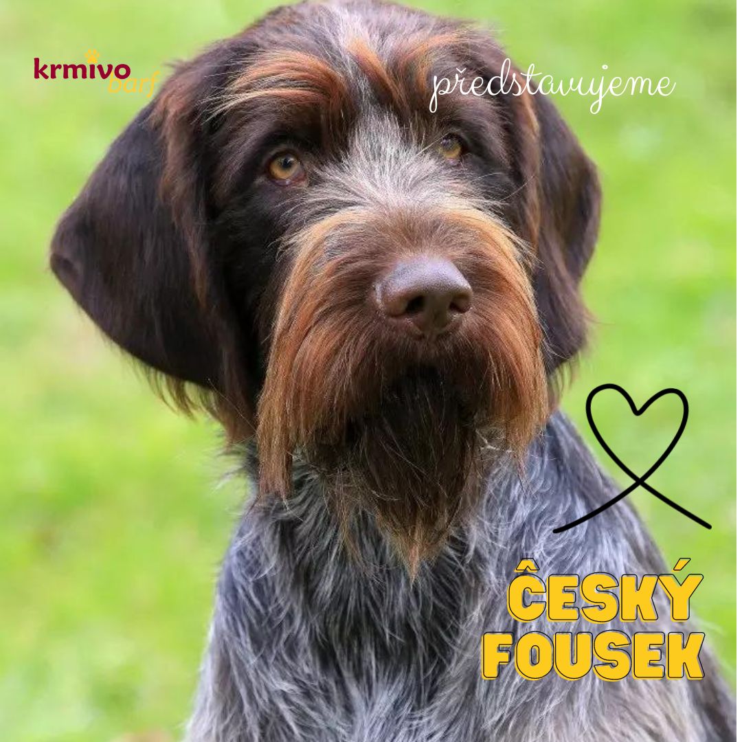 Český fousek