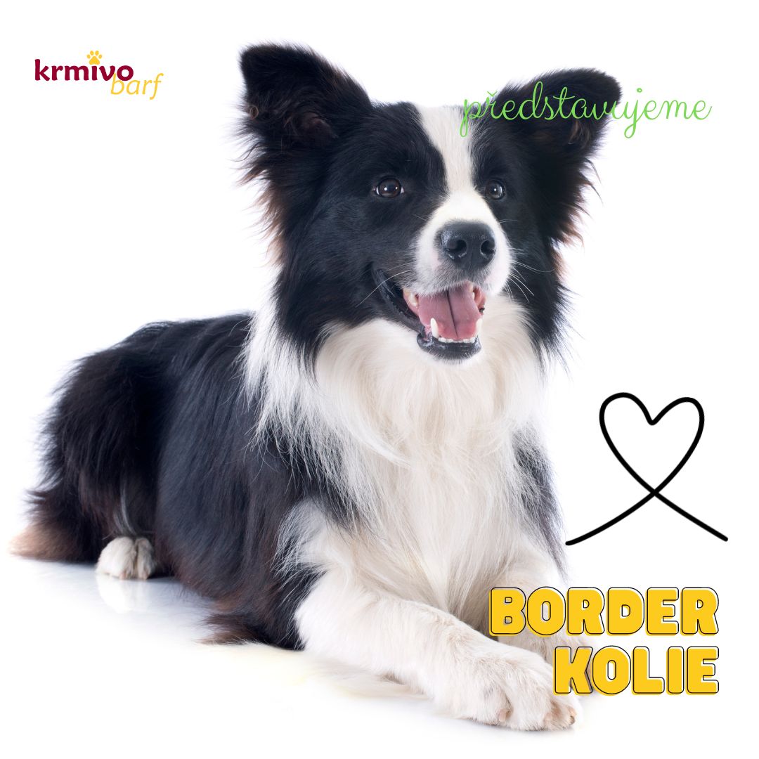 Border kolie