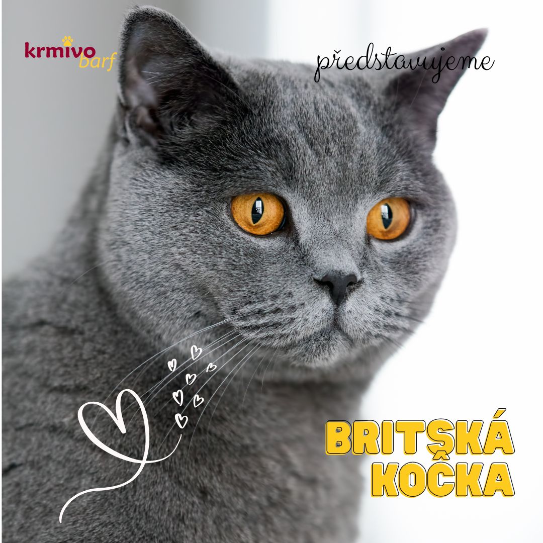 Britská kočka