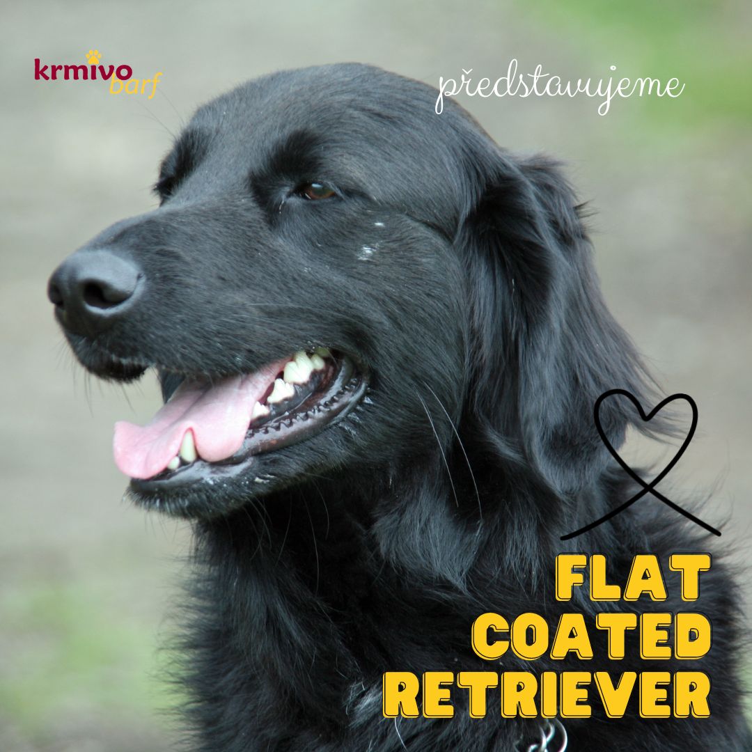 Flat Coated Retriever