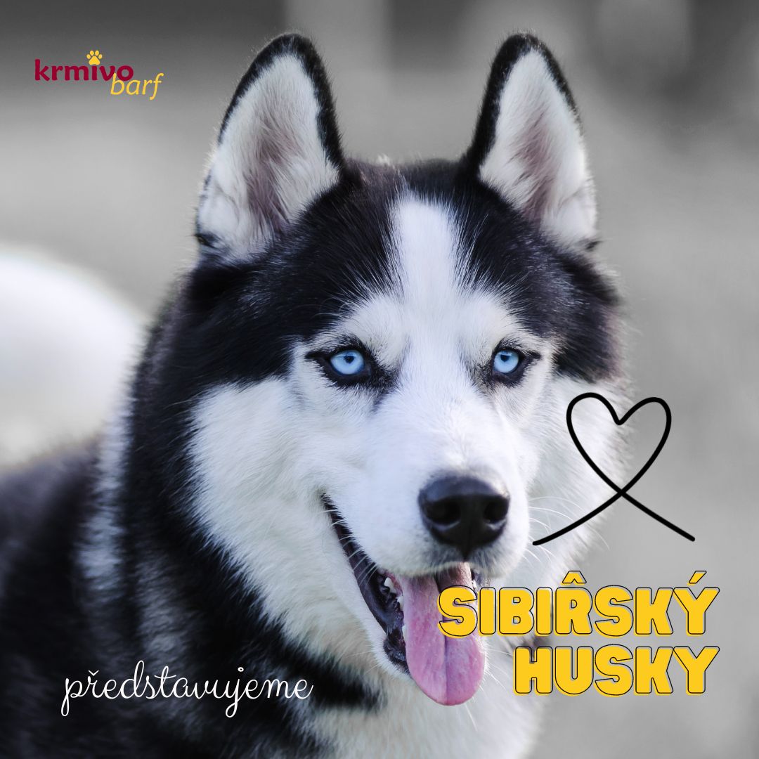 Sibiřský husky