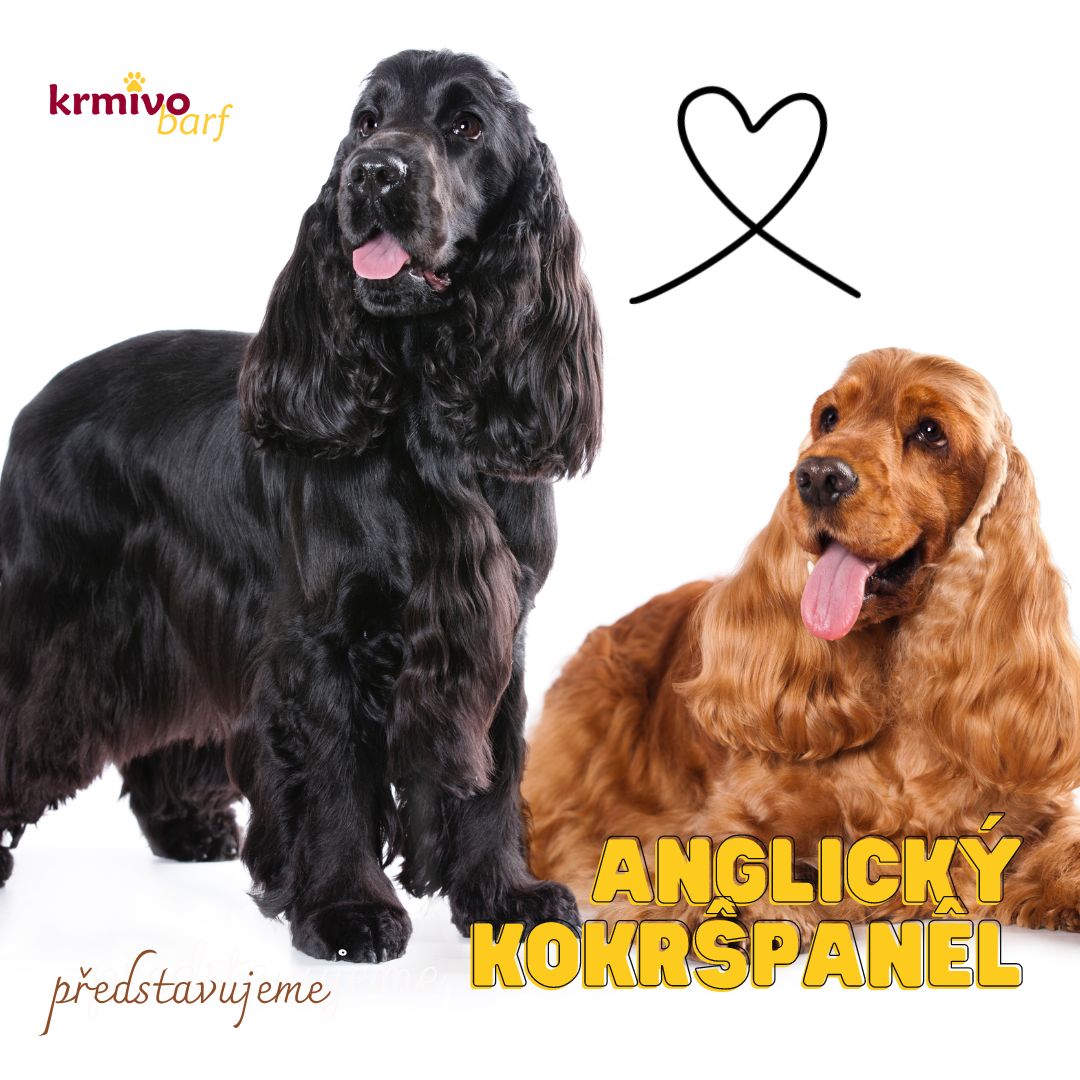 Anglický kokršpaněl