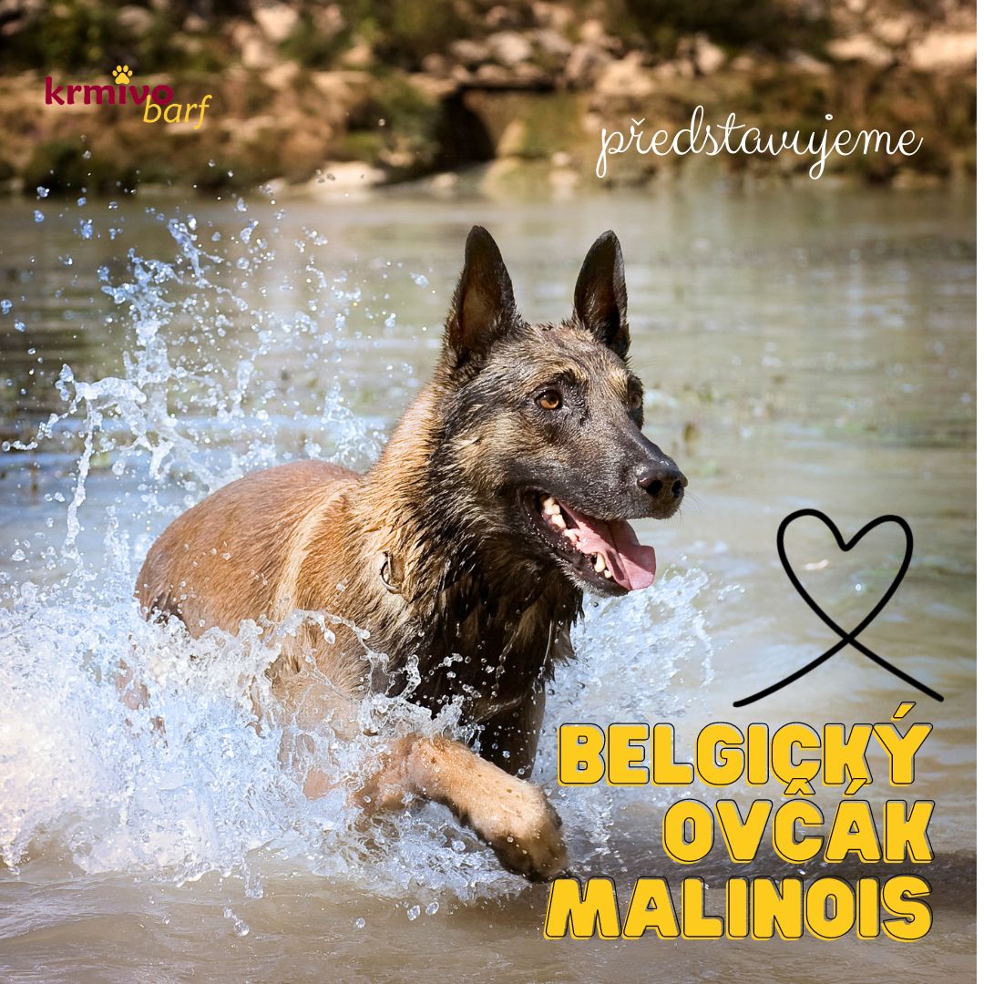 Belgický ovčák Malinois