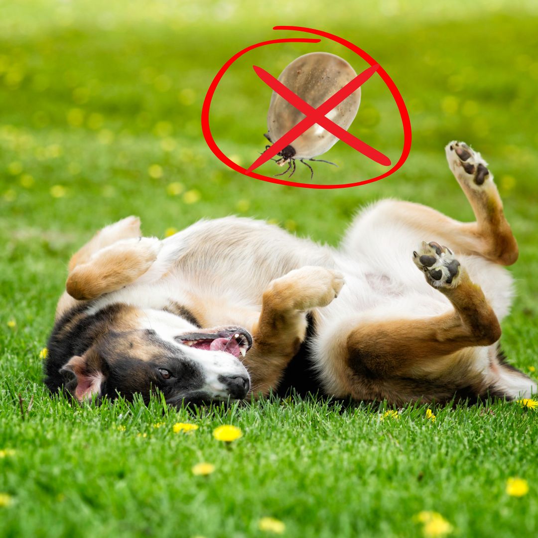 Přírodní antiparazitika pro psy