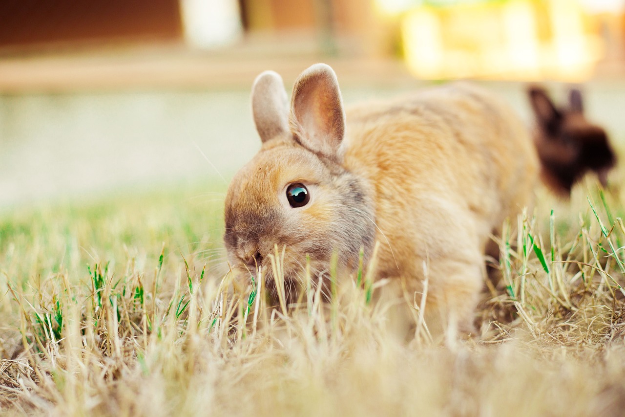 rabbit-3665881_1280