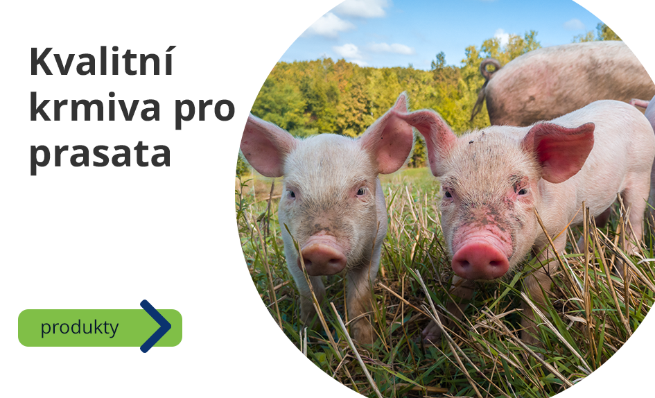 Krmiva pro prasata