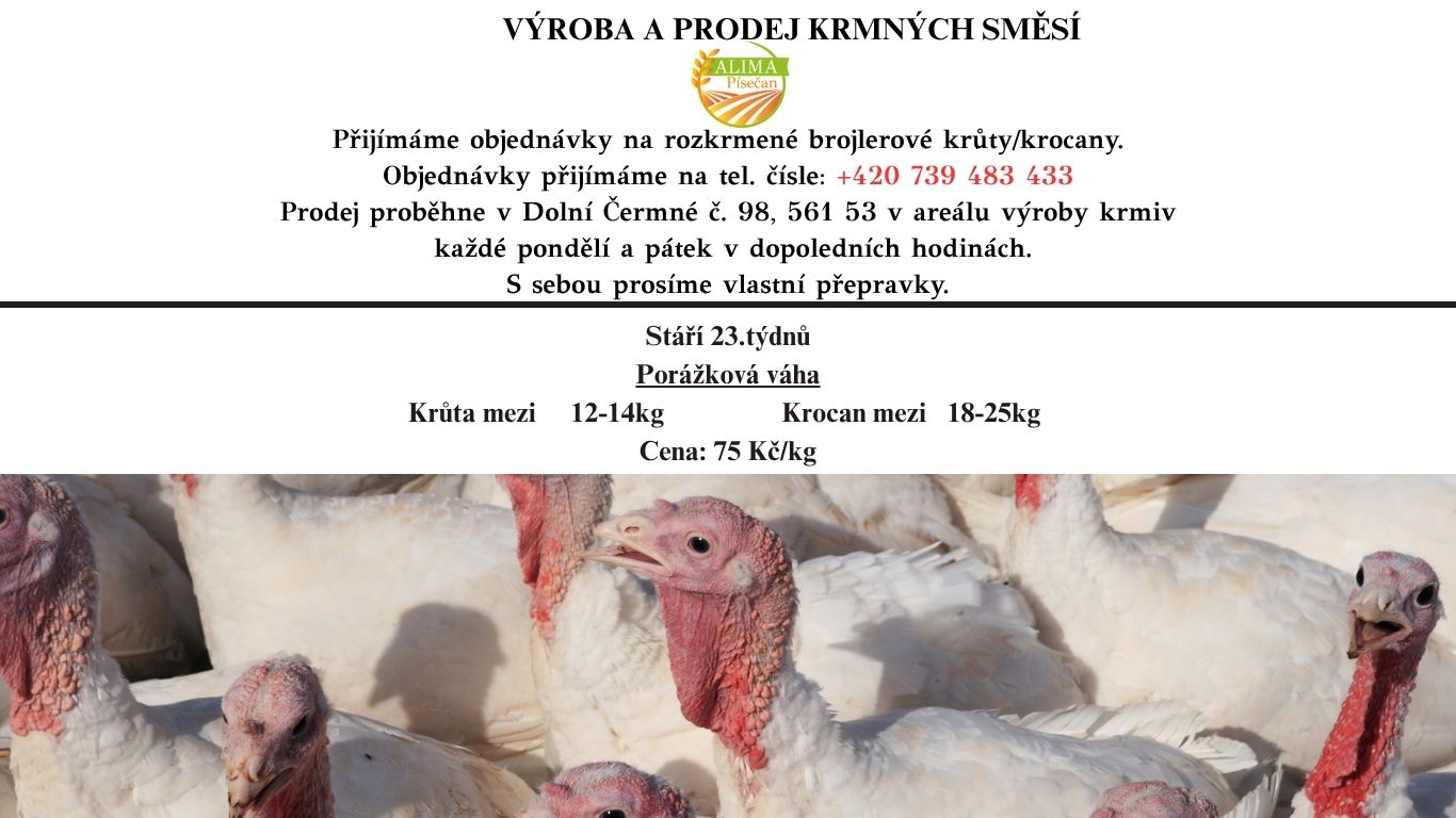 Nabídka brojler.krůťat