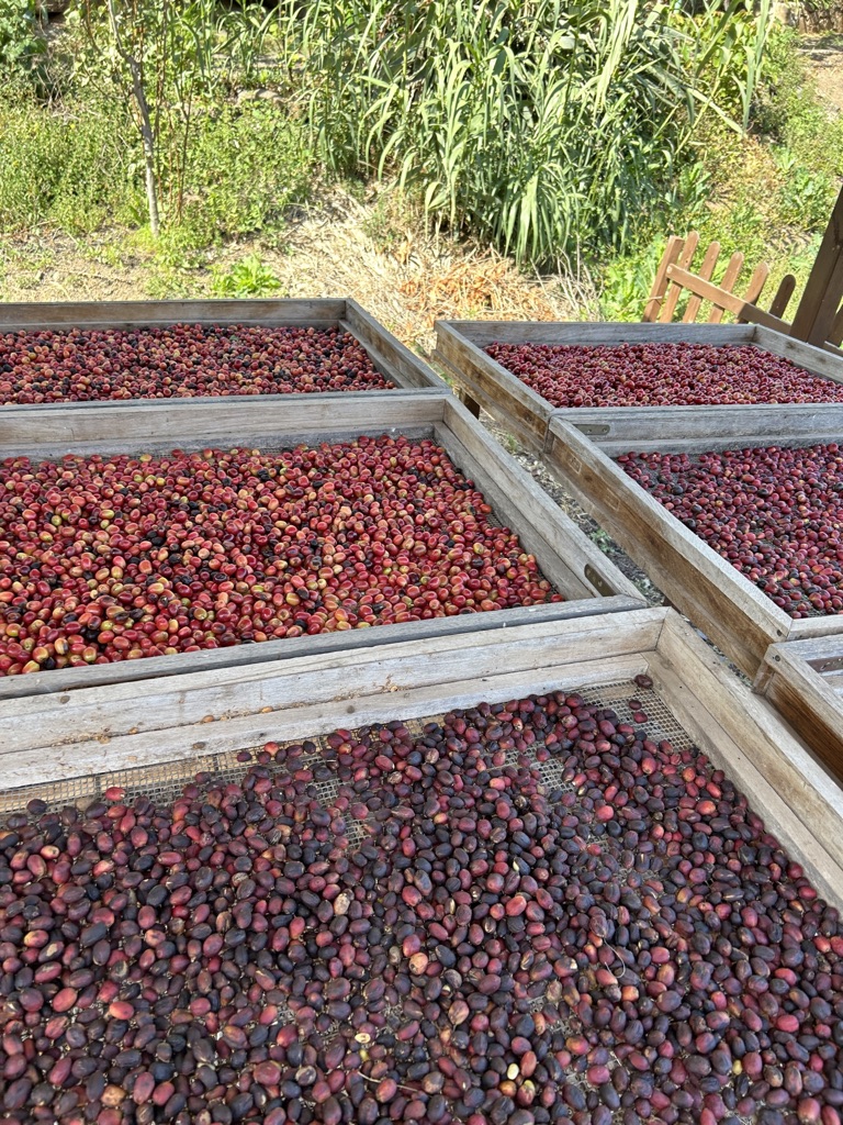 kavova_farma_los_castanos11