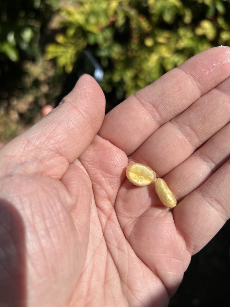 kavova_farma_los_castanos6