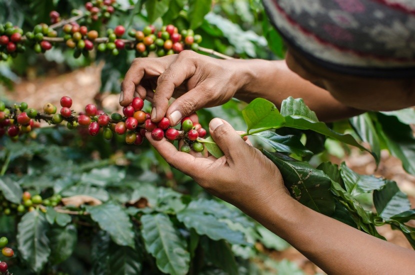 Cuba Serrano Lavado