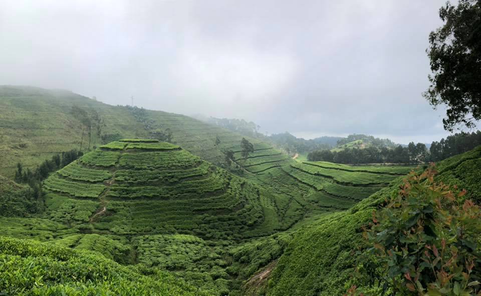 Rwanda plantáže