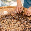 Cascara (Množství kávy 100g)