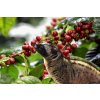Cibetková káva Kopi Luwak 21 g (Kávu dodat jako zrnko)