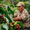 El Salvador Finca El Guamo Caturra Natural (Kávu dodat jako zrnko, Množství kávy 100g)