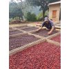El Salvador Finca El Guamo Caturra Natural (Kávu dodat jako zrnko, Množství kávy 100g)