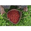El Salvador SHG EP Finca La Mada (Kávu dodat jako zrnko, Množství kávy 100g)
