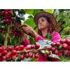 Honduras Geisha Premium Santa Barbara Trinidad Finca Jerusalén – Washed (Kávu dodat jako zrnko, Množství kávy 50g)