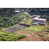 Peru Finca Canaris 250g (Kávu dodat jako zrnko)