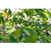 Peru Finca Canaris 250g (Kávu dodat jako zrnko)