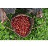 Sumatra Asman Arianto 250g (Kávu dodat jako zrnko)