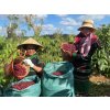 Vietnam Arabica Lam Dong, Washed, scr. 16 (Kávu dodat jako zrnko, Množství kávy 100g)