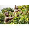 Zambia AAA Plus (Kávu dodat jako zrnko, Množství kávy 100g)