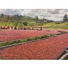 Zambia AAA Plus (Kávu dodat jako zrnko, Množství kávy 100g)