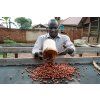 Zambia AAA Plus (Kávu dodat jako zrnko, Množství kávy 100g)