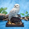 harry potter magical creatures soska hedviky 69c678ee7bd9a